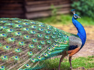 Ein blauer Pfau.