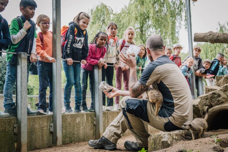 Eine große Gruppe an Kindern schaut bei der Fütterung der Erdmännchen zu.