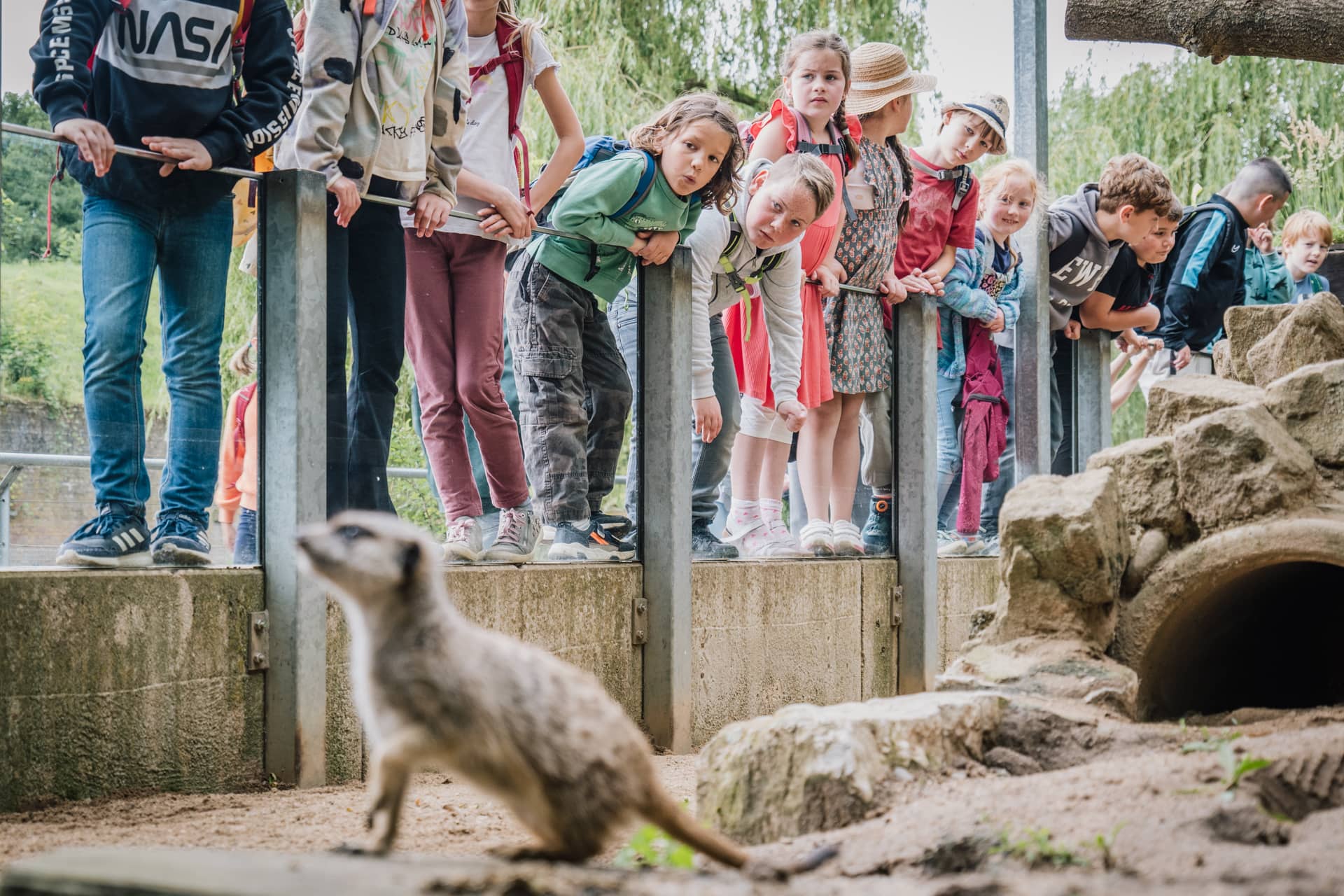 Eine große Gruppe an Kindern schaut in das Erdmännchengehege.