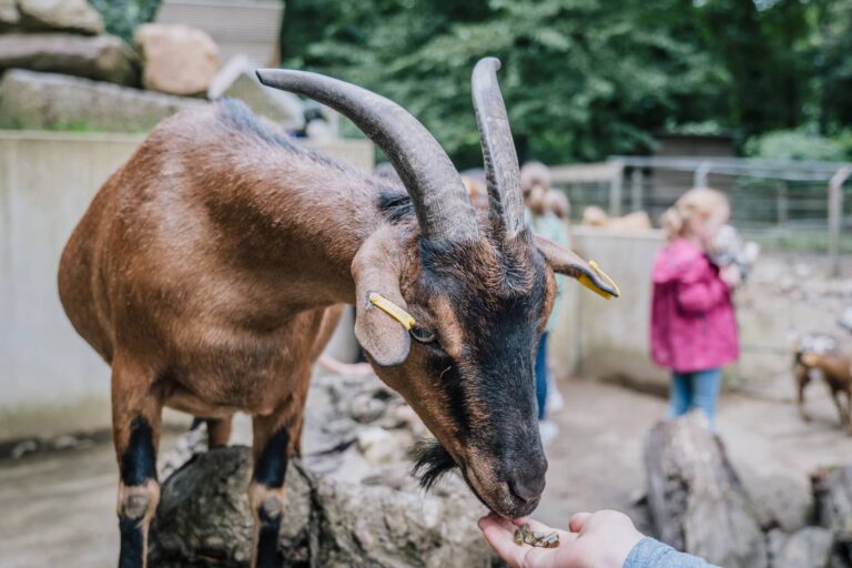 Foto wie eine Ziege aus der Hand gefüttert wird.