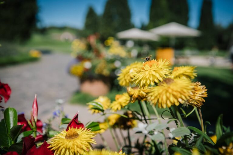 Foto von einer Biene auf einer gelben Blume.