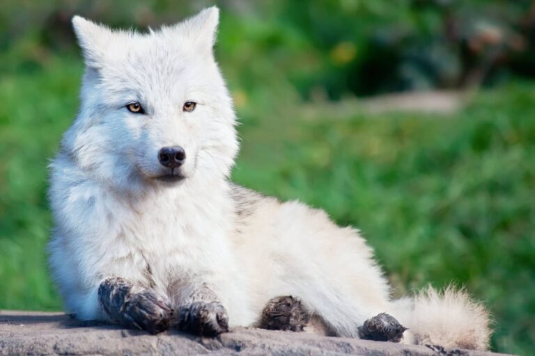 Ein arktischer Wolf, der auf einem großen Stein liegt und den Kopf aufrecht hält.