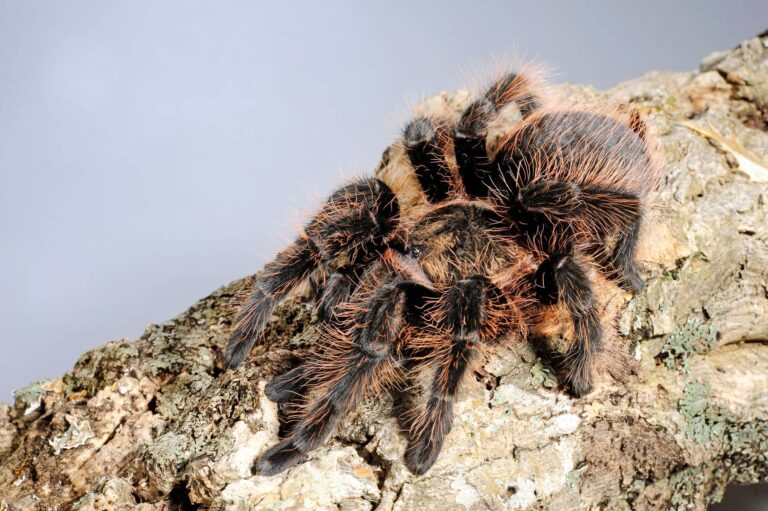 Kraushaarvogelspinne auf einem dicken Ast.
