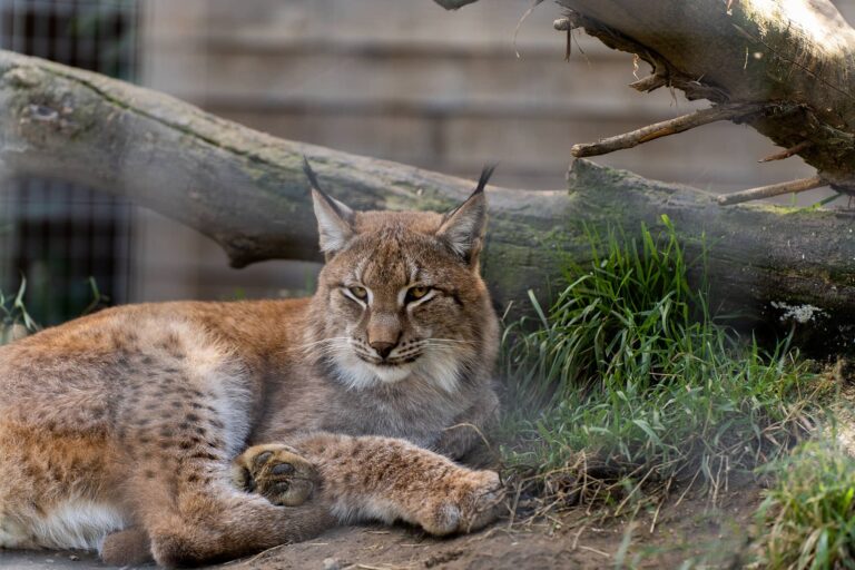 Ein Luchs der an einem umgefallenen Baum liegt.