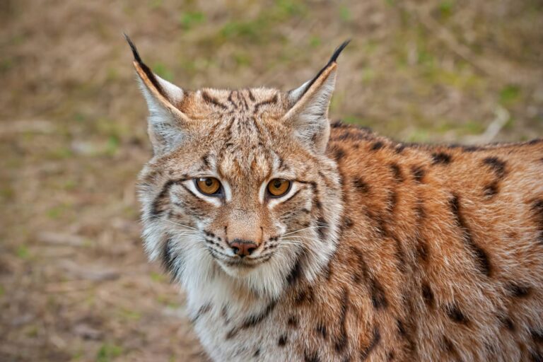 Nahaufnahme eines Luchs.