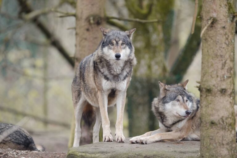 Ein Wolf der in die Kamera schaut und einer, der daneben liegt.