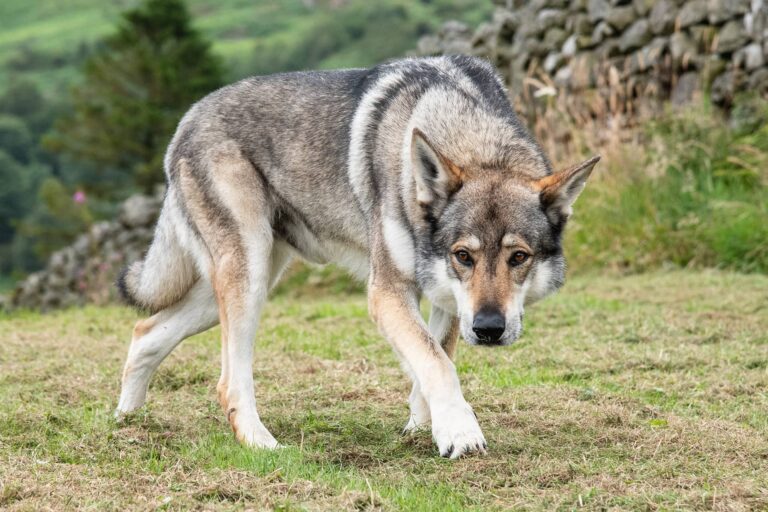 Ein Wolf der in die Kamera schaut.